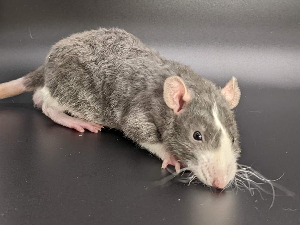 Fancy rat Pet only Rattus norvegicus United States, Westlake