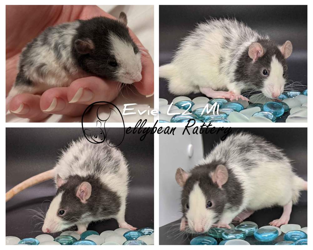 Fancy rat Pet only Rattus norvegicus United States, Westlake