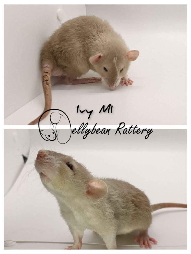Fancy rat Pet only Rattus norvegicus 