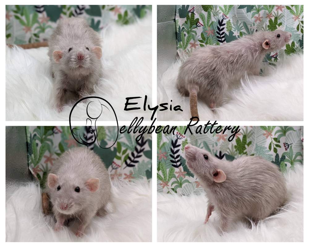 Fancy rat Breeder Rattus norvegicus 
