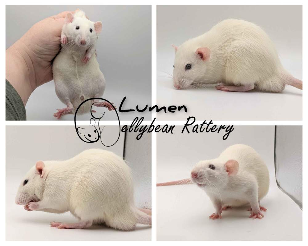 Fancy rat Pet only Rattus norvegicus 