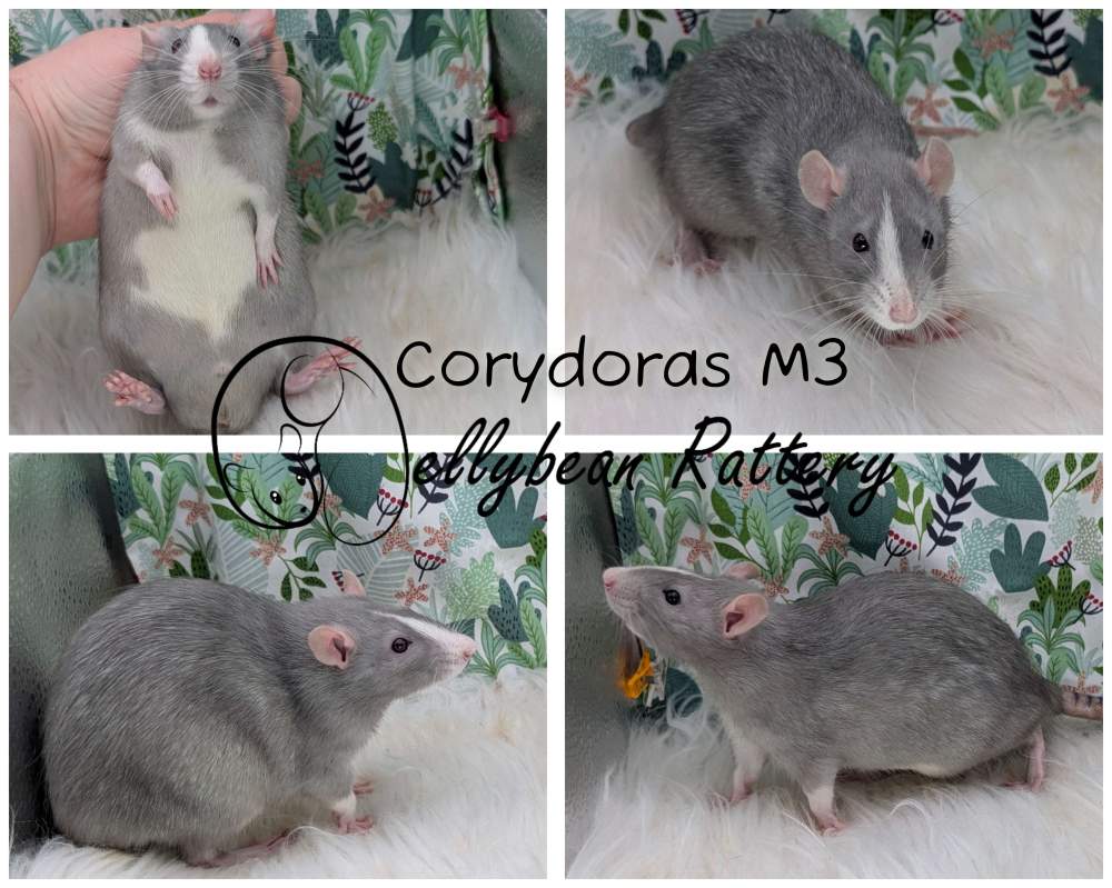 Fancy rat Breeder Rattus norvegicus 