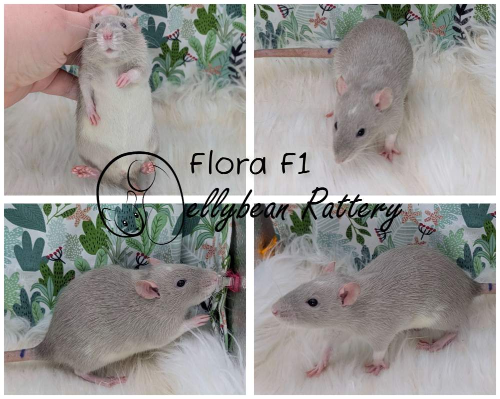Fancy rat Pet only Rattus norvegicus 