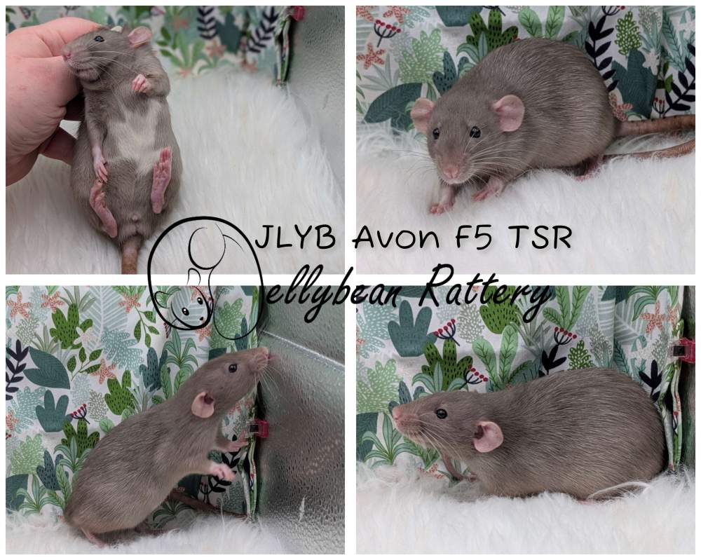 Fancy rat Pet only Rattus norvegicus 