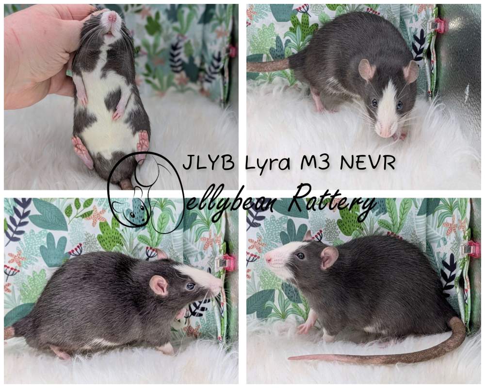 Fancy rat Pet only Rattus norvegicus 