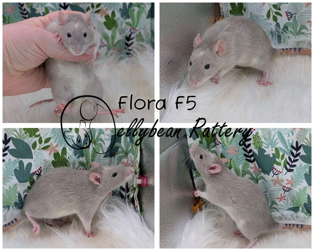 Fancy rat Pet only Rattus norvegicus 
