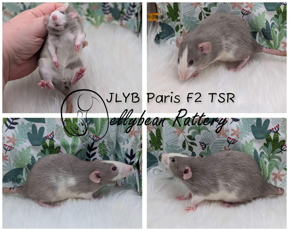 Fancy rat Pet only Rattus norvegicus 