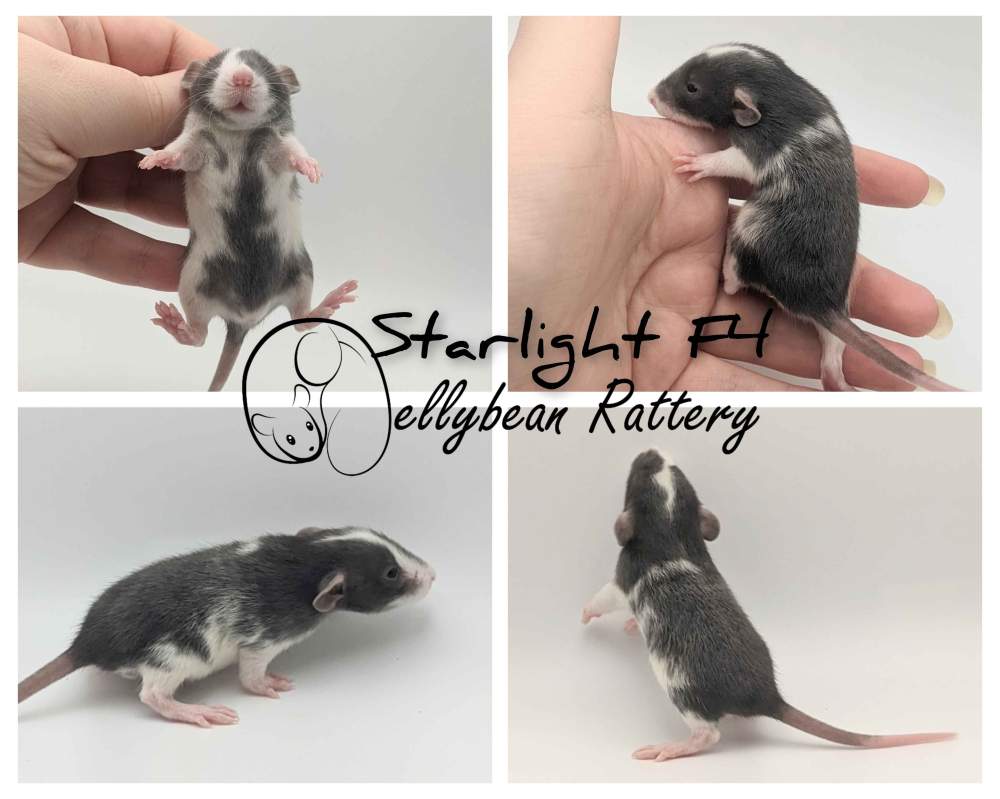 Fancy rat Retired Rattus norvegicus 