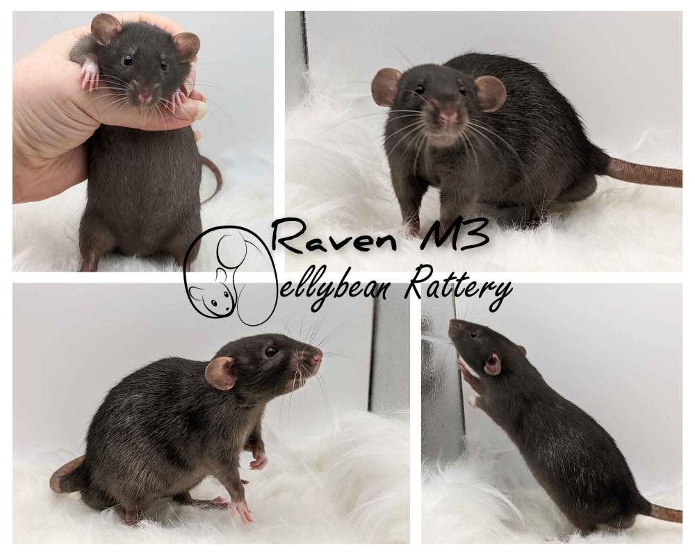 Fancy rat Pet only Rattus norvegicus 