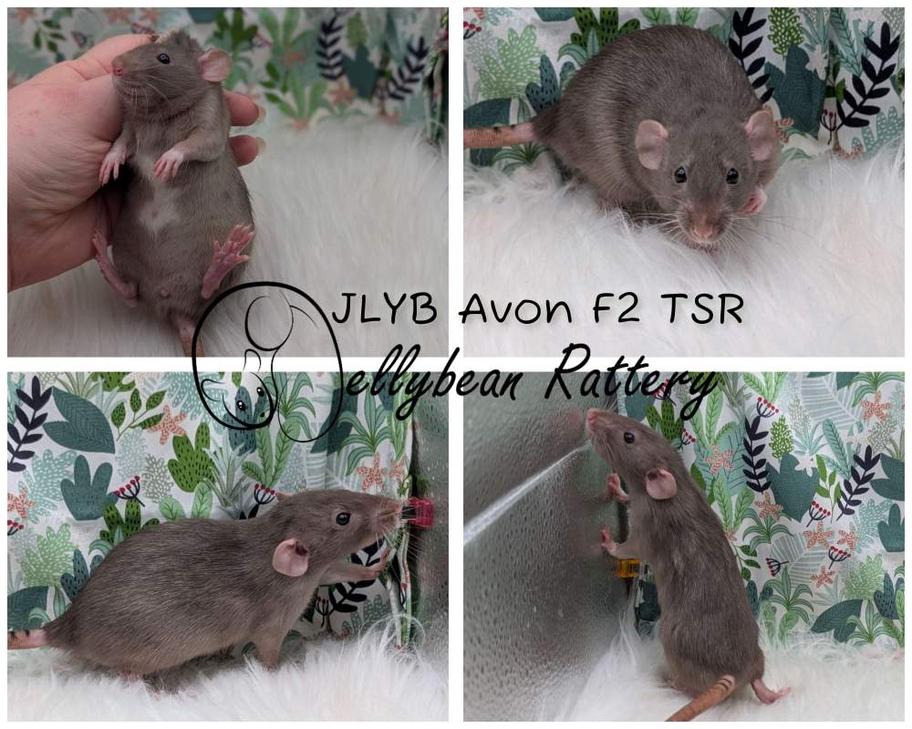 Fancy rat Pet only Rattus norvegicus 