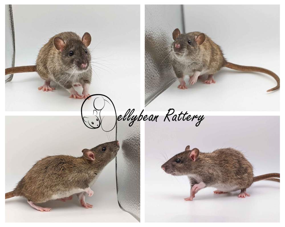 Fancy rat Retired Rattus norvegicus 