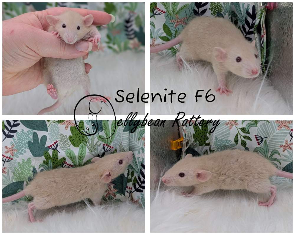 Fancy rat Pet only Rattus norvegicus 