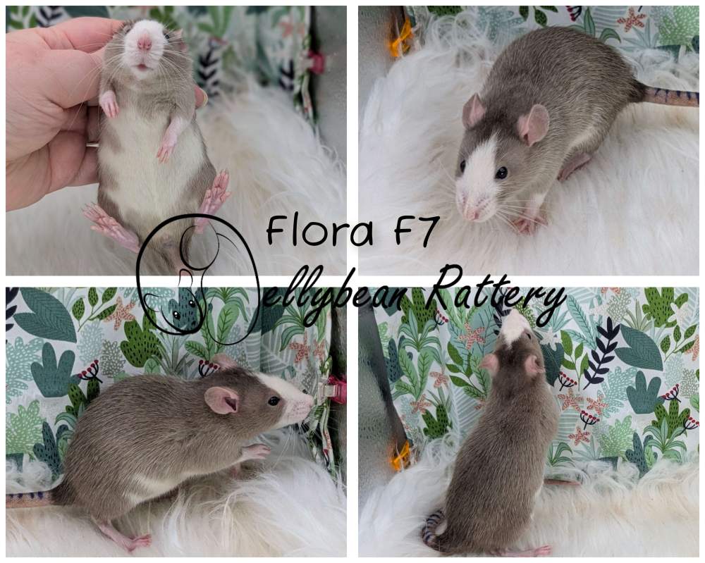 Fancy rat Pet only Rattus norvegicus 