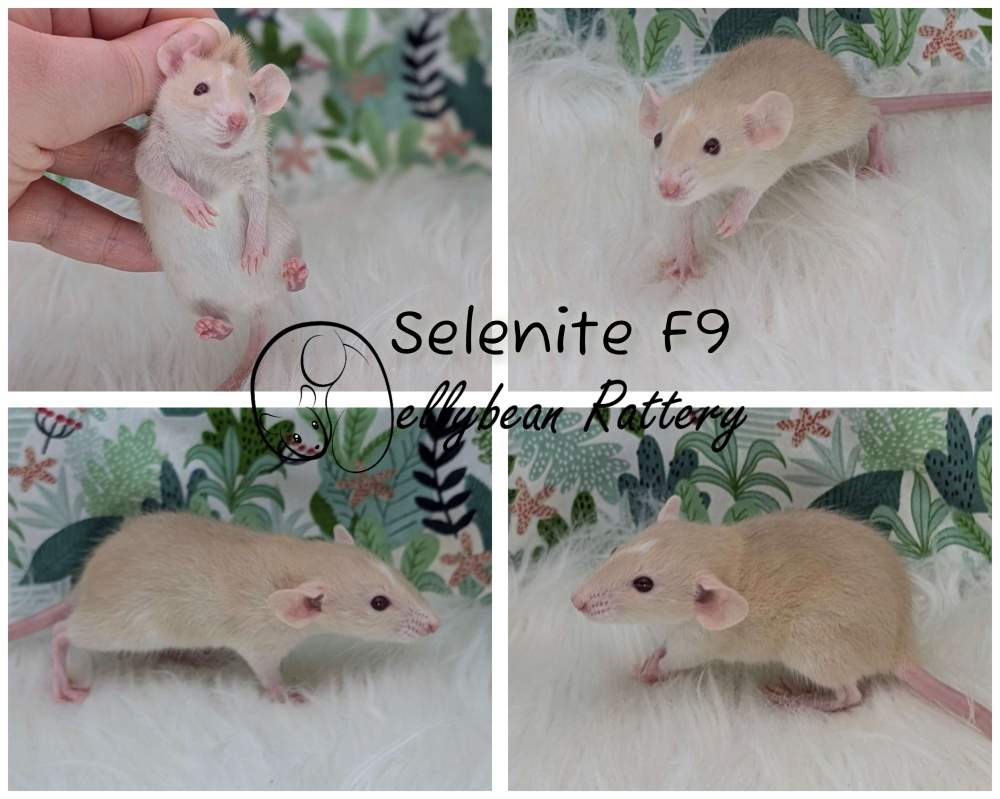 Fancy rat Pet only Rattus norvegicus 