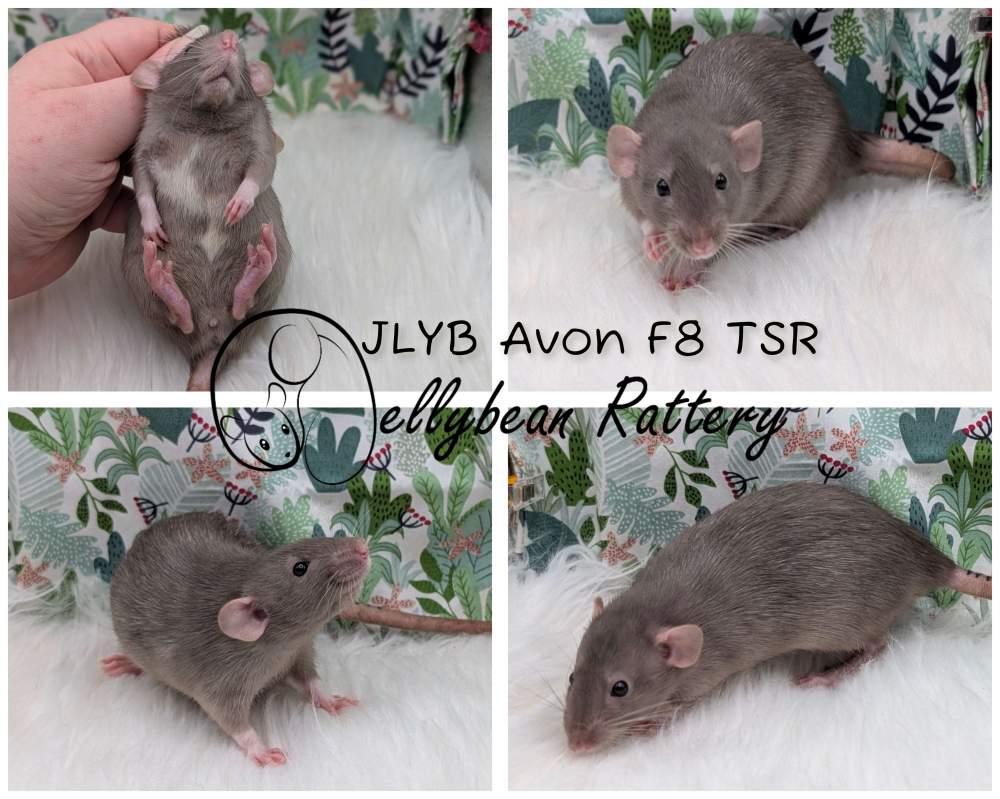 Fancy rat Pet only Rattus norvegicus 