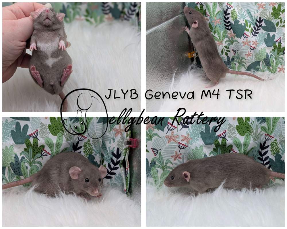 Fancy rat Pet only Rattus norvegicus 