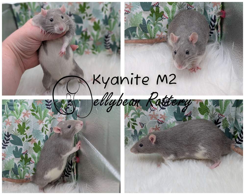 Fancy rat Pet only Rattus norvegicus 