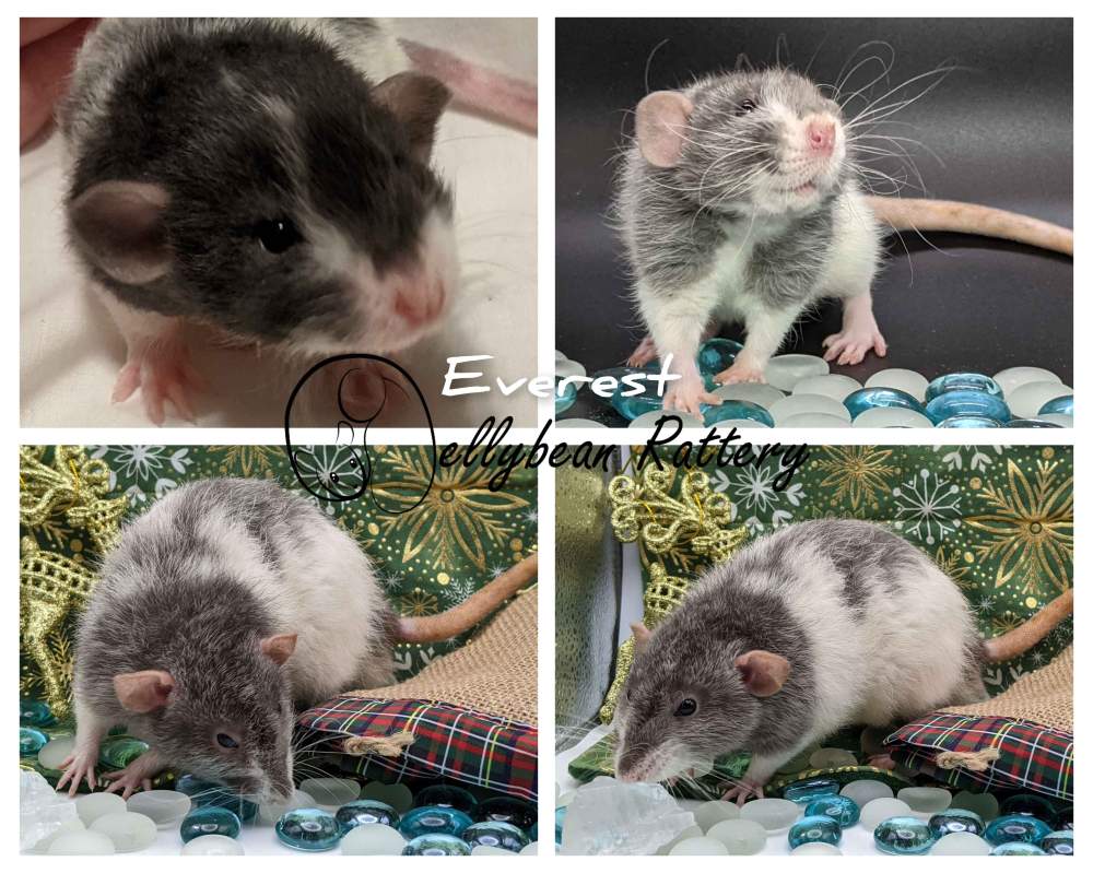 Fancy rat Retired Rattus norvegicus United States, Westlake