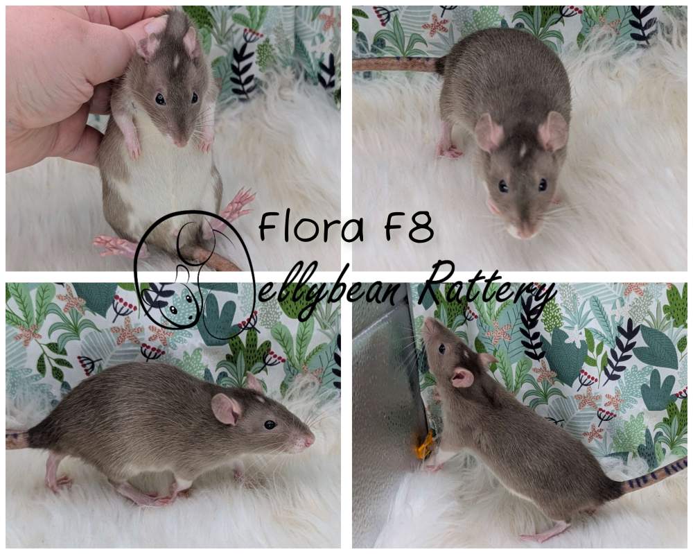 Fancy rat Pet only Rattus norvegicus 