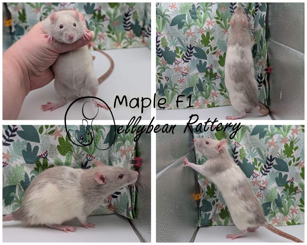 Fancy rat Pet only Rattus norvegicus 