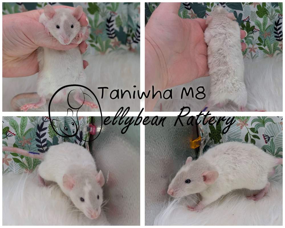 Fancy rat Pet only Rattus norvegicus 