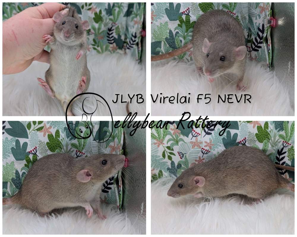 Fancy rat Breeder Rattus norvegicus 