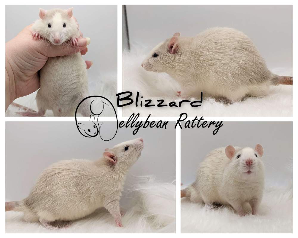 Fancy rat Retired Rattus norvegicus 