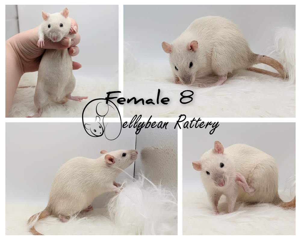 Fancy rat Pet only Rattus norvegicus 