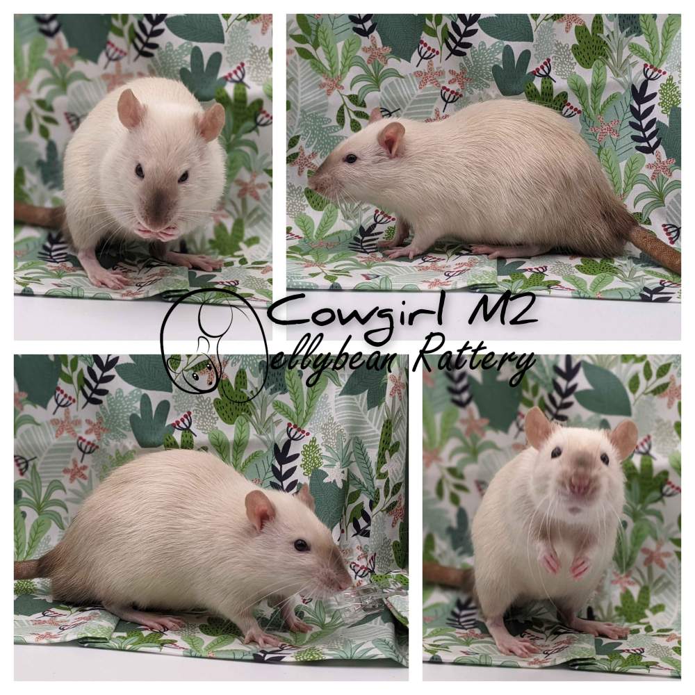 Fancy rat Pet only Rattus norvegicus 