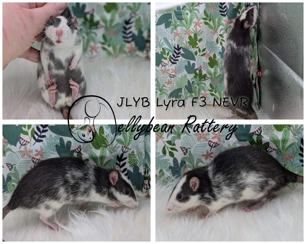 Fancy rat Breeder Rattus norvegicus 