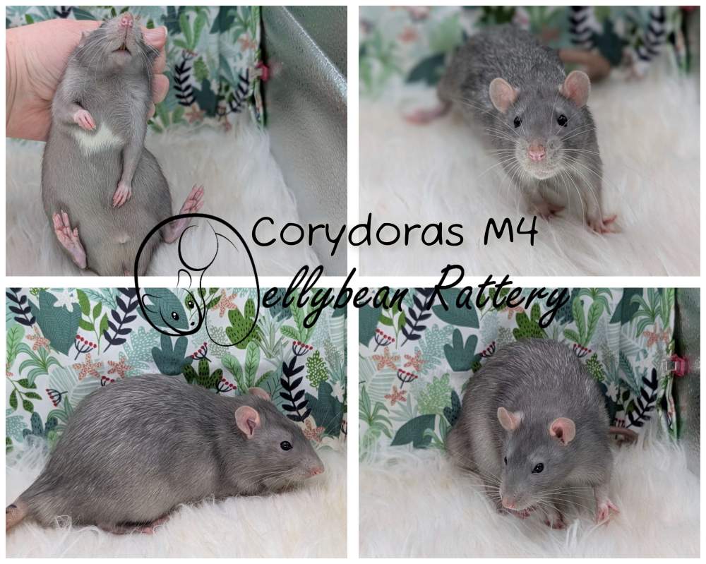 Fancy rat Breeder Rattus norvegicus 
