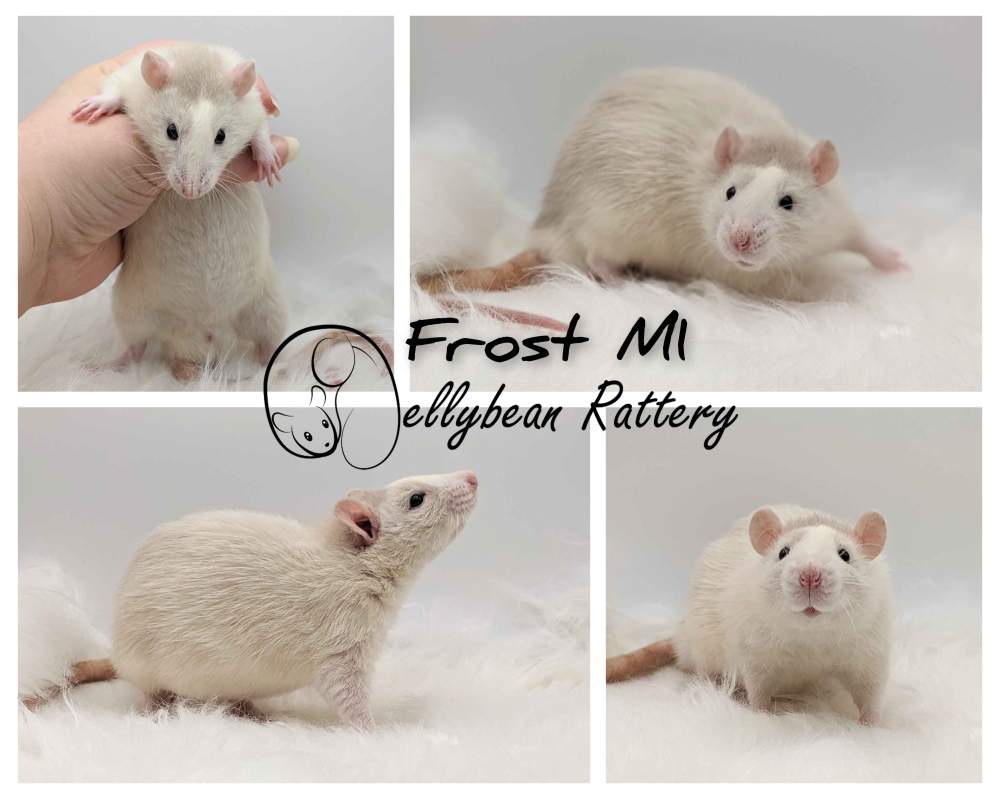 Fancy rat Pet only Rattus norvegicus 
