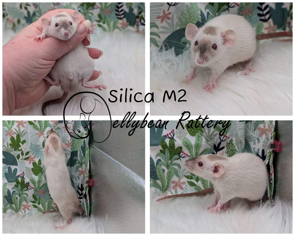 Fancy rat Pet only Rattus norvegicus 