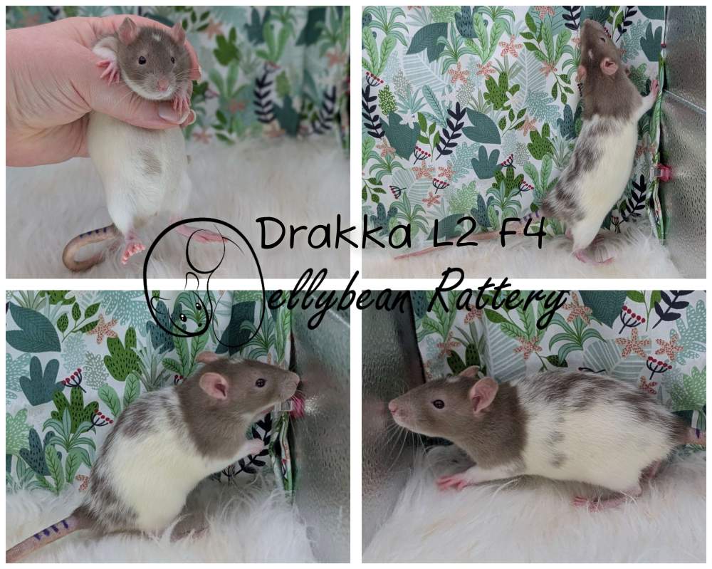 Fancy rat Breeder Rattus norvegicus 