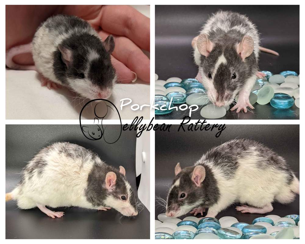 Fancy rat Deceased Rattus norvegicus United States, Westlake