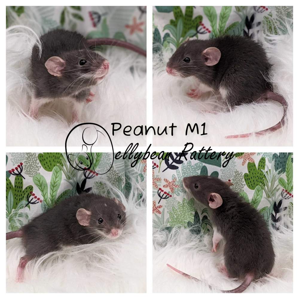 Fancy rat Breeder Rattus norvegicus 