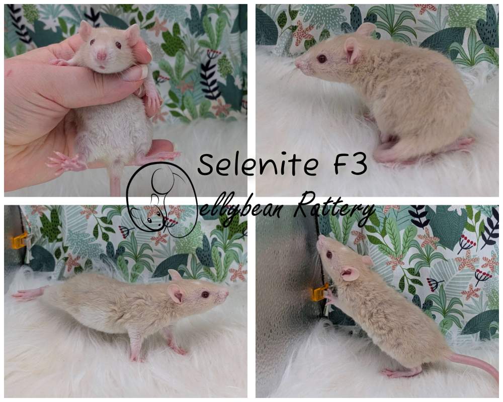 Fancy rat Breeder Rattus norvegicus 