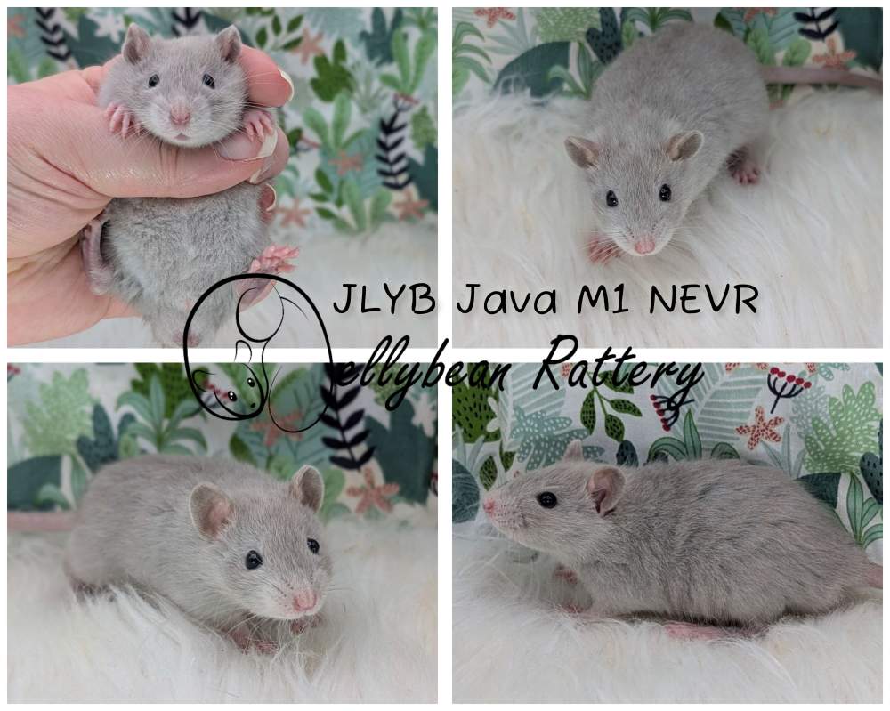 Fancy rat Breeder Rattus norvegicus 
