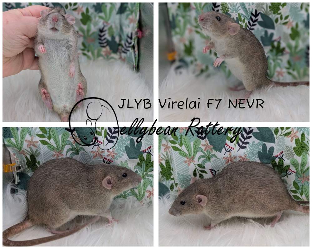 Fancy rat Rehomed Rattus norvegicus 