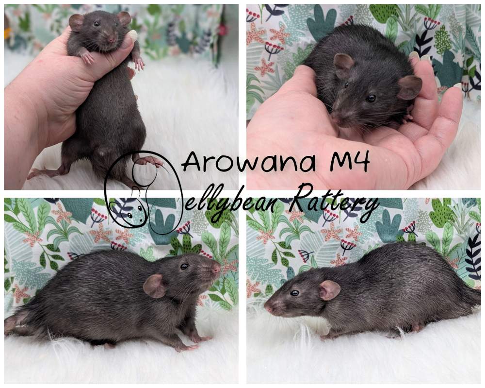 Fancy rat Pet only Rattus norvegicus 