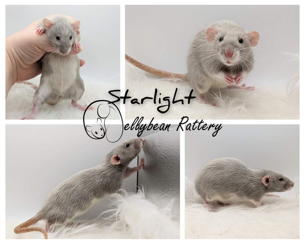 Fancy rat Retired Rattus norvegicus 