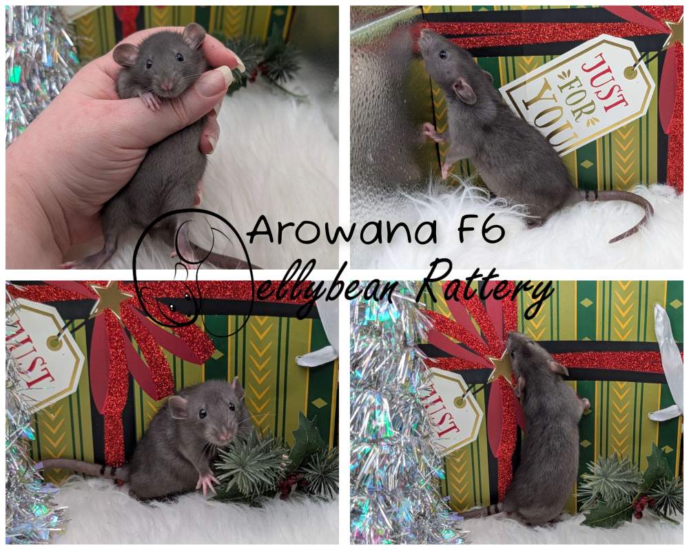 Fancy rat Pet only Rattus norvegicus 