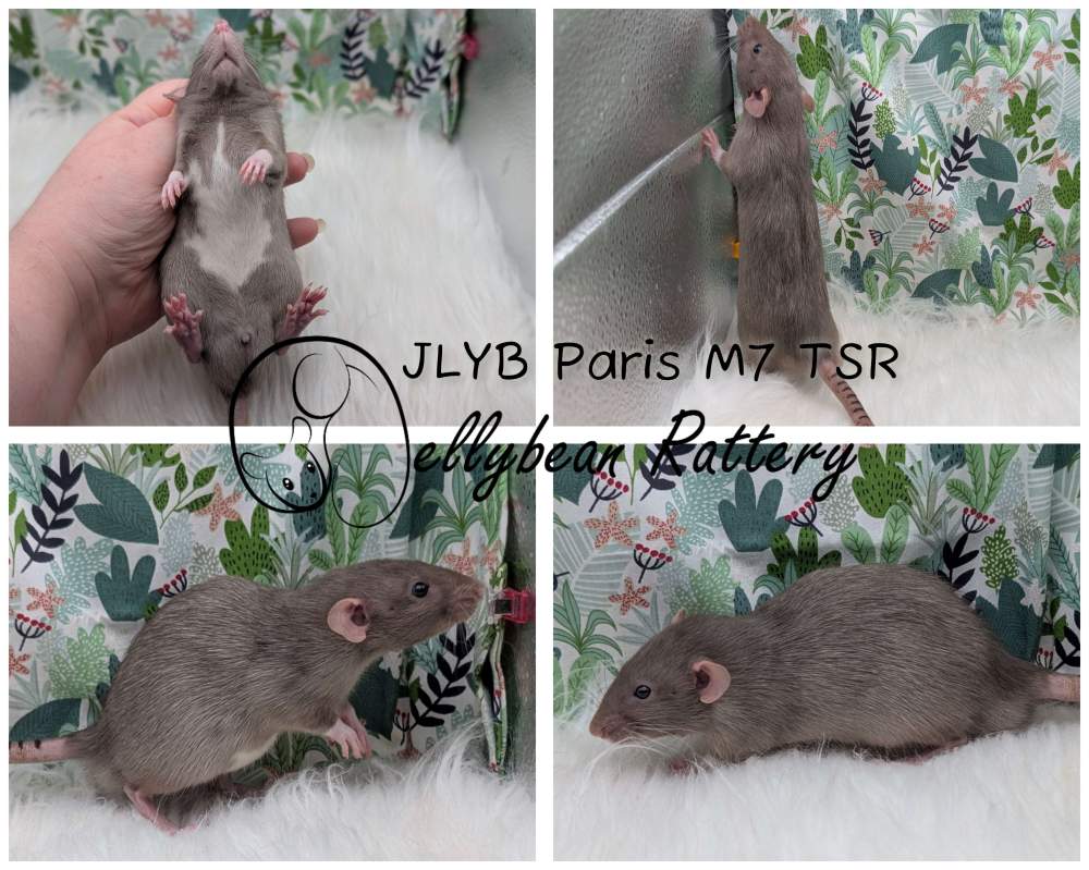 Fancy rat Pet only Rattus norvegicus 