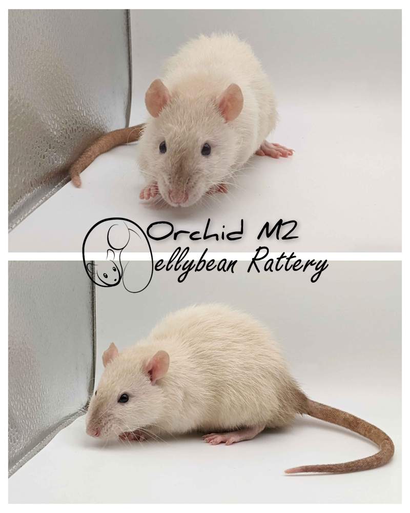 Fancy rat Pet only Rattus norvegicus 