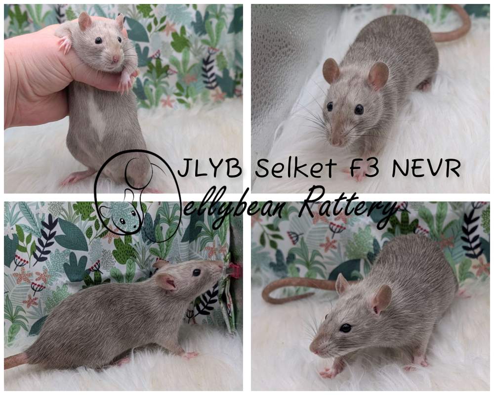Fancy rat Breeder Rattus norvegicus 
