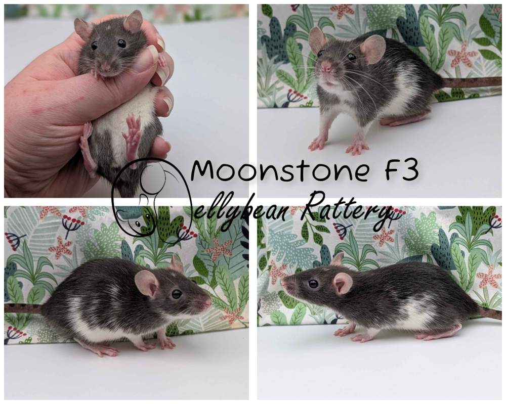 Fancy rat Pet only Rattus norvegicus 