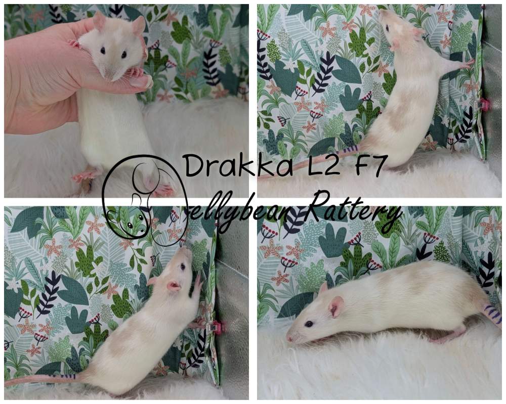 Fancy rat Breeder Rattus norvegicus 