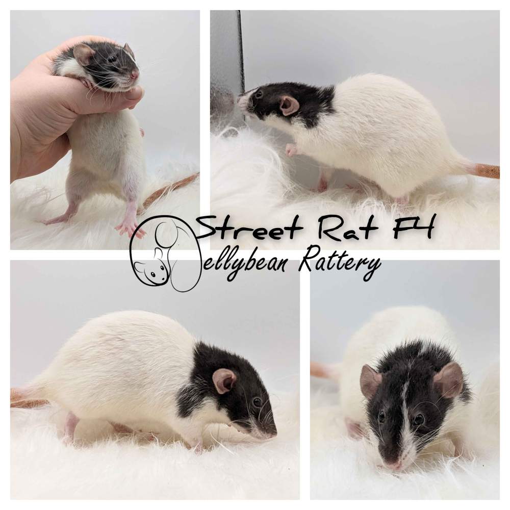 Fancy rat Pet only Rattus norvegicus 