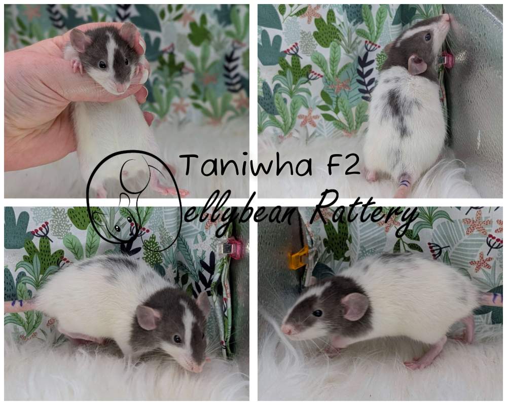 Fancy rat Pet only Rattus norvegicus 