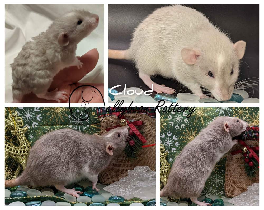 Fancy rat Pet only Rattus norvegicus United States, Westlake